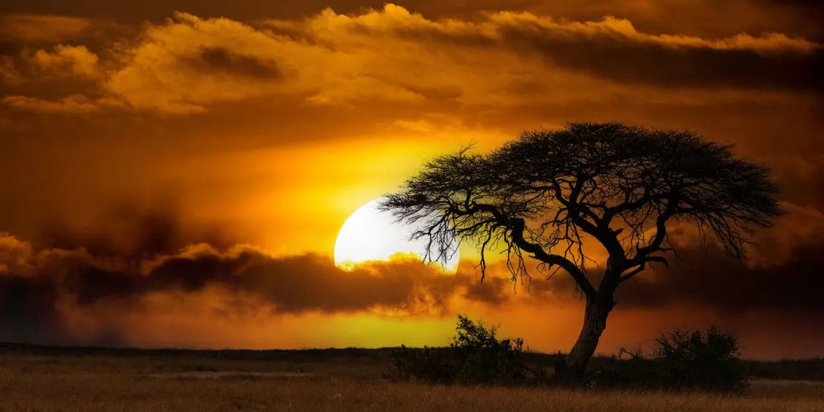 African Print Plains Collection - The Global Wanderer